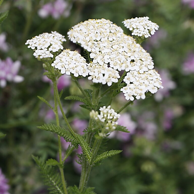 Achillée Millefeuille